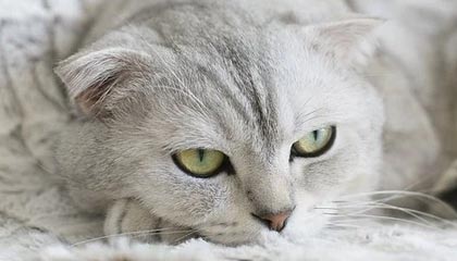 开云kaiyun网页版：让云端高效触手可及的工作新标准