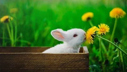 开云kaiyun网页版：让云端高效触手可及的工作新标准